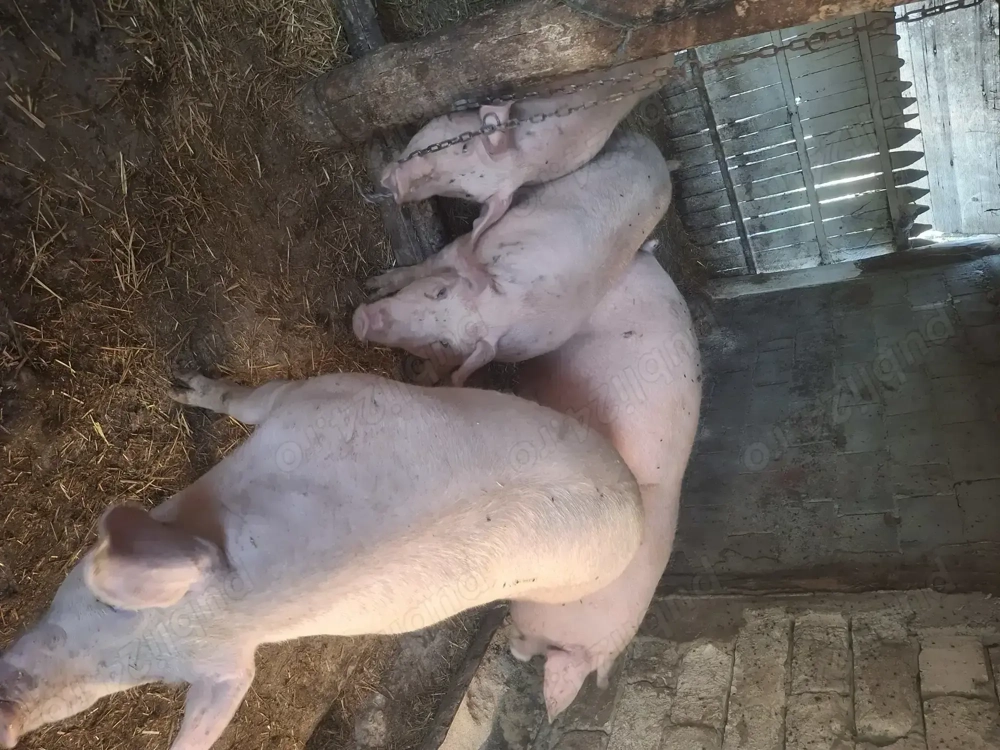 Porci 120,130,140,150 kg 