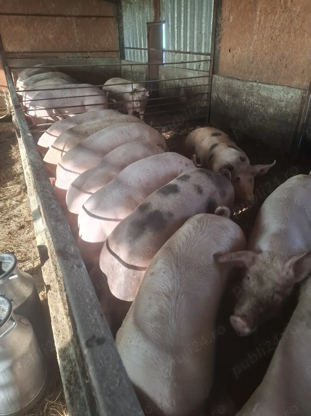 Porci de carne crescuți la țară 