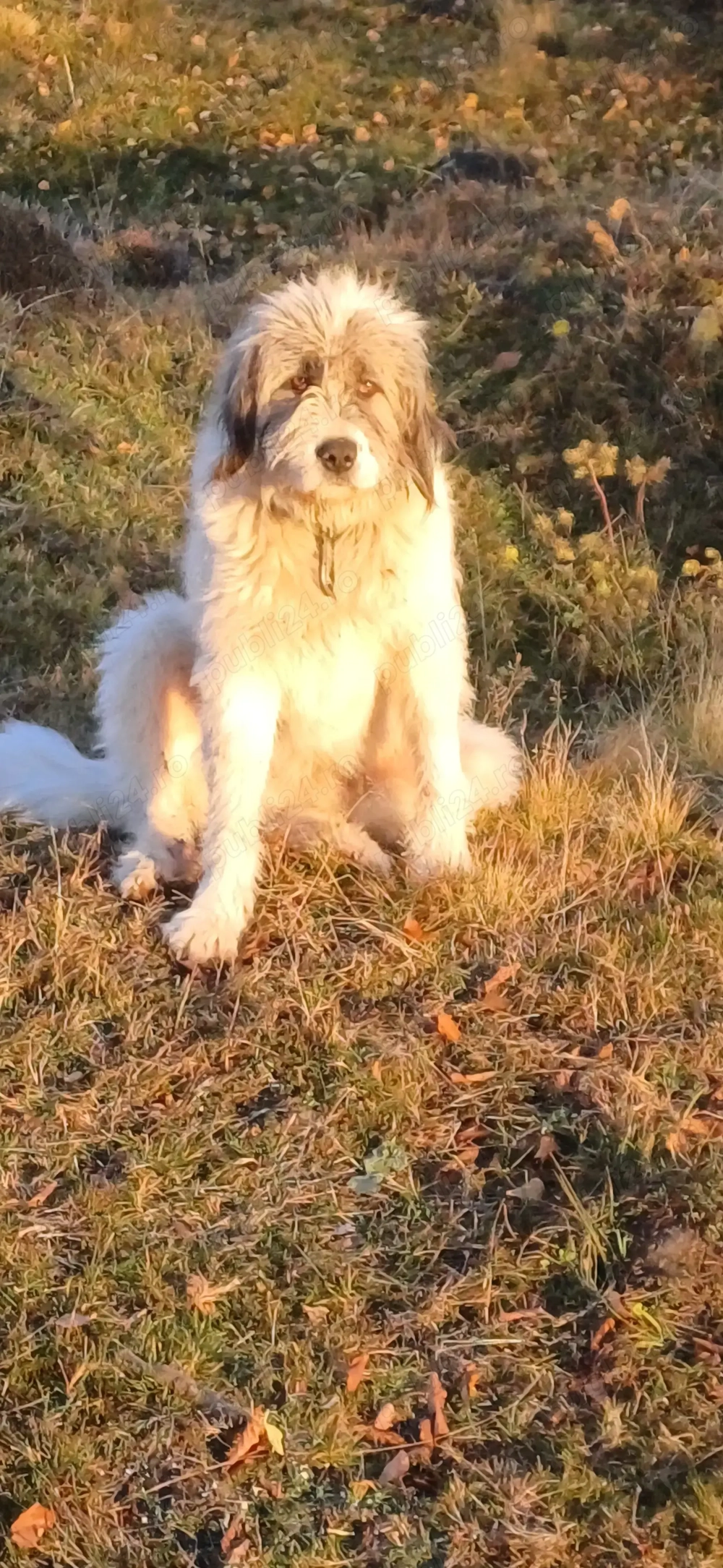 Vând câine ciobănesc mioritic 