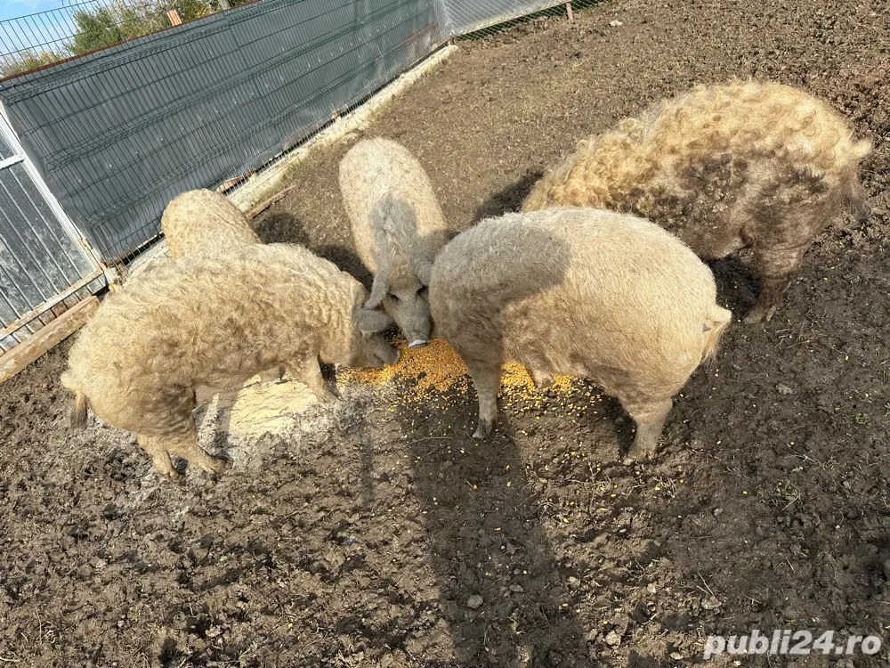 Porci Mangalita Blond 