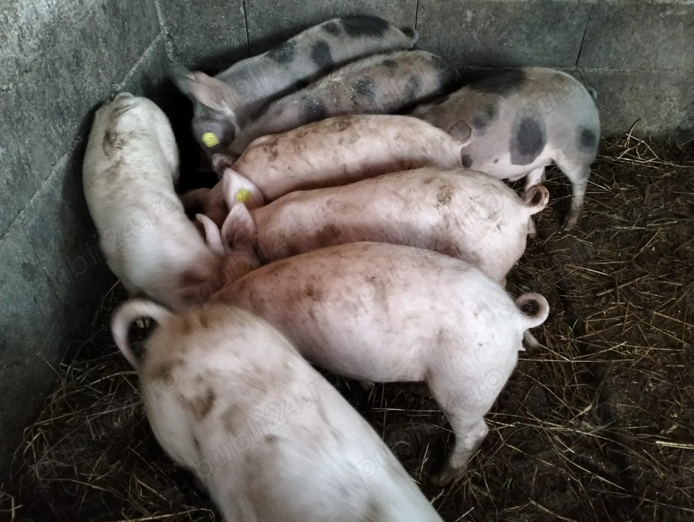 Vănd Şoldani si Purcei,Castrati și Deparazitați 