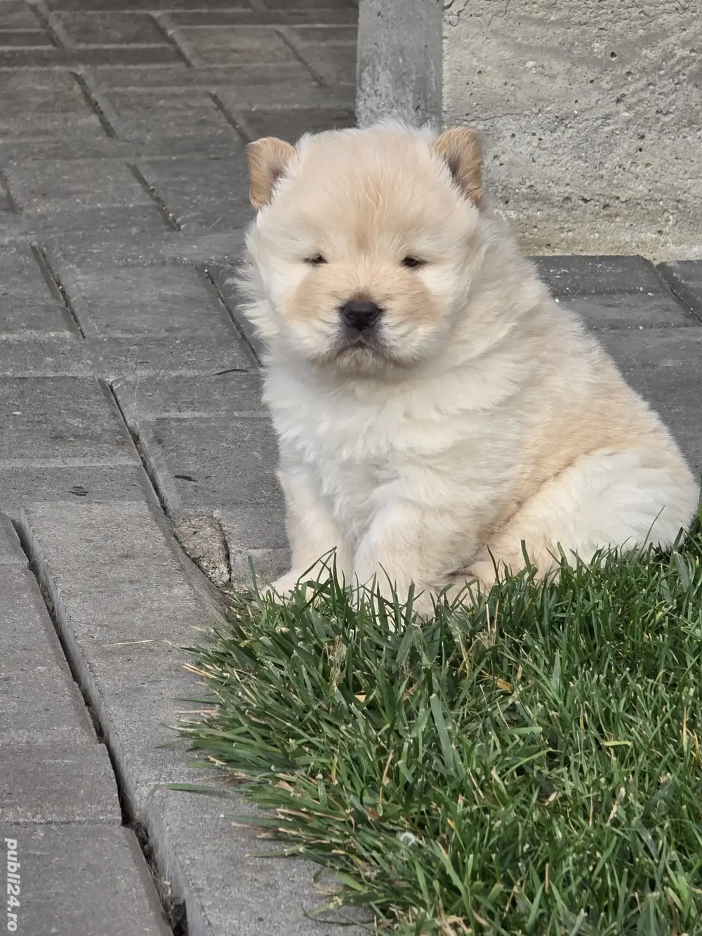 chow chow de vanzare