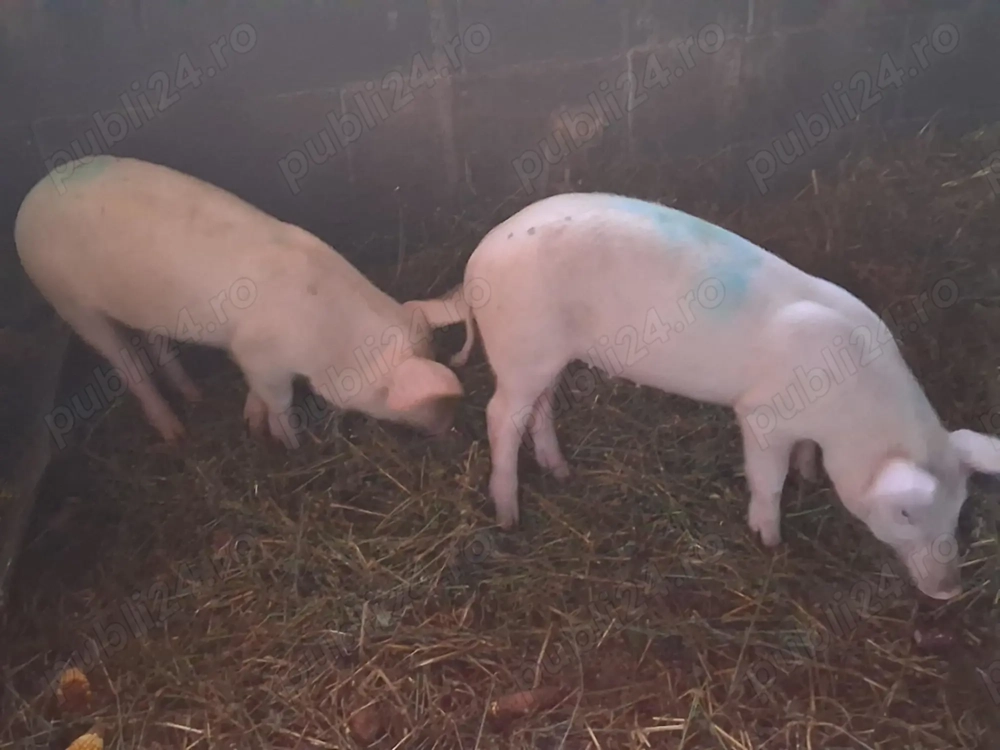 Porci crescuți în propria gospodărie 