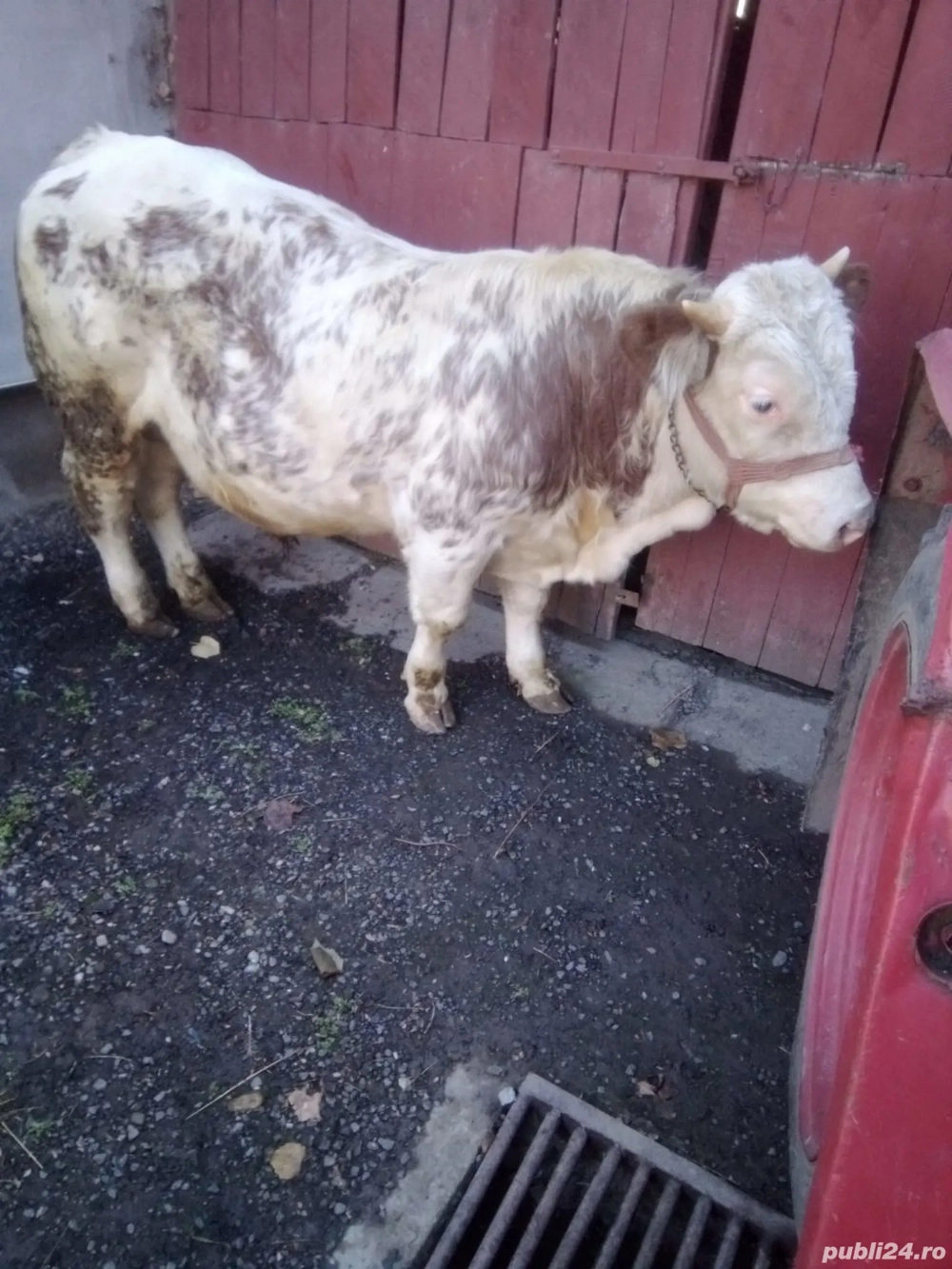 vand turas mama baltata tatal angus roșu de 1 an 