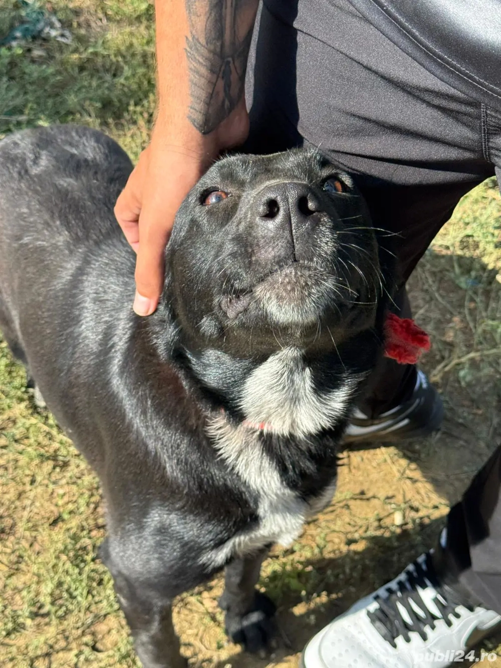 Pui de Labrador si ciobănesc belgian 