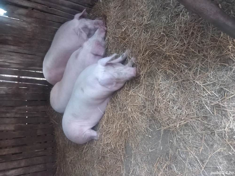 Porci de vânzare.