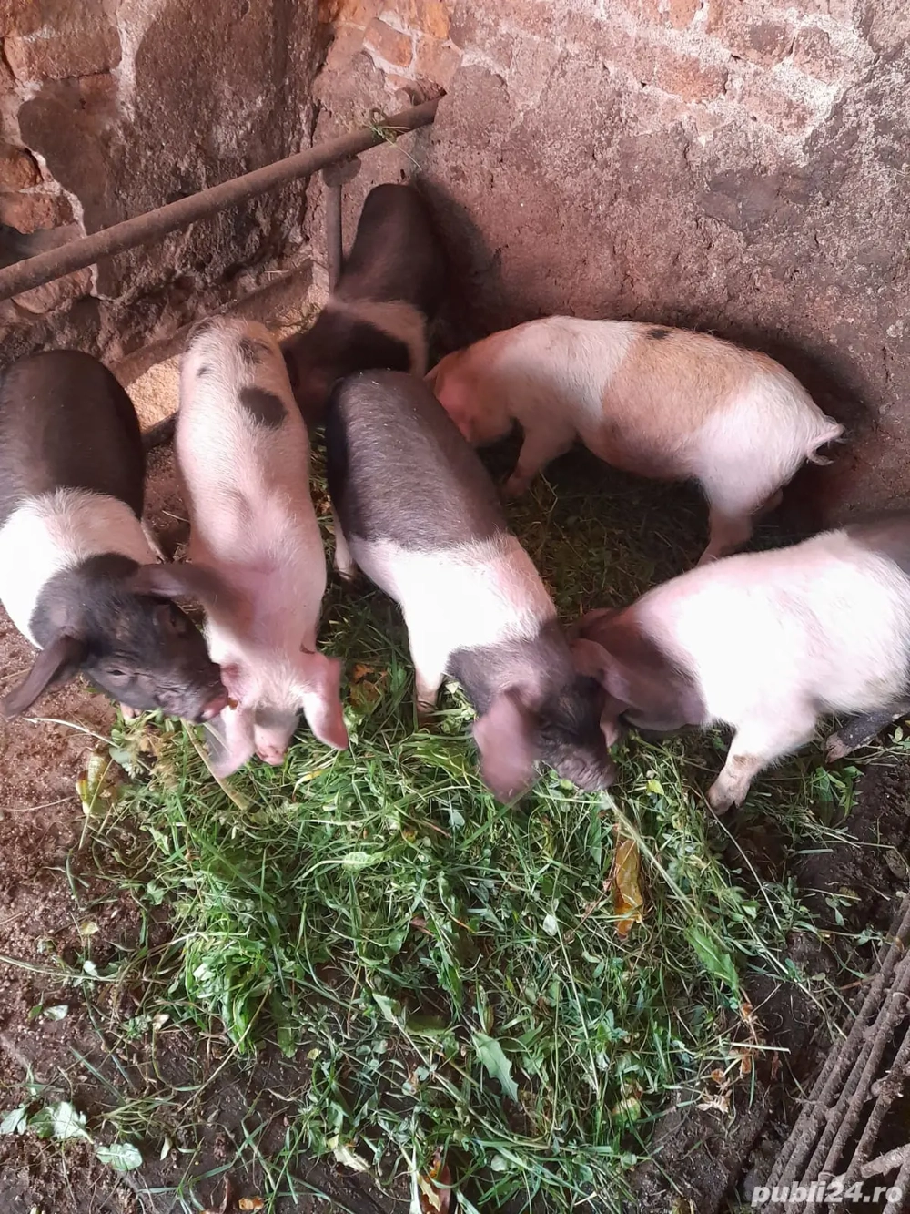 Vind 4 masculi castrati