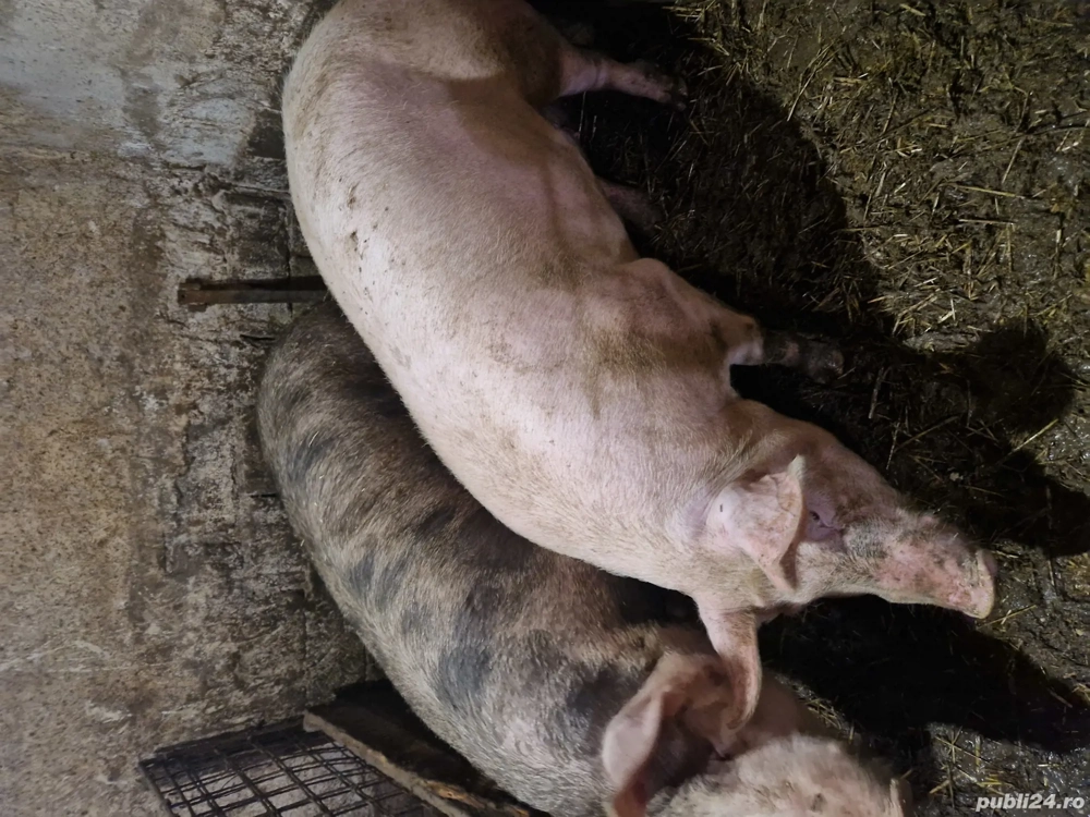 ptr arvunit si taiat 