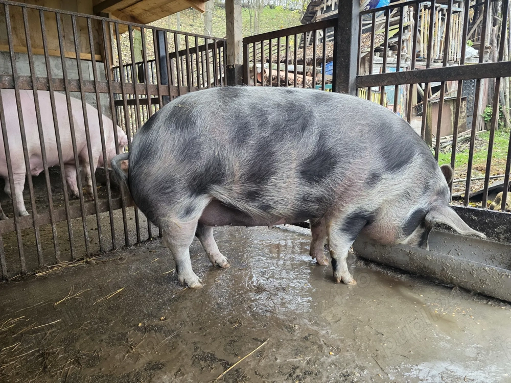 Purcea de vanzare pentru craciun 