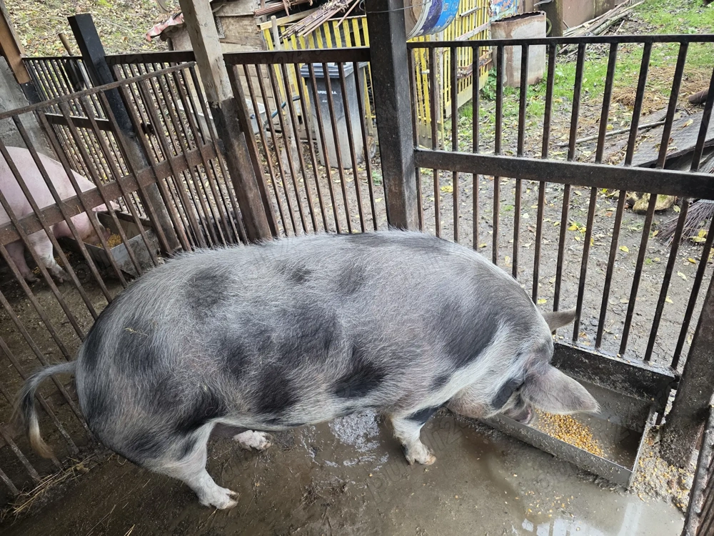 Pentru craciun crescut in gospodarie 