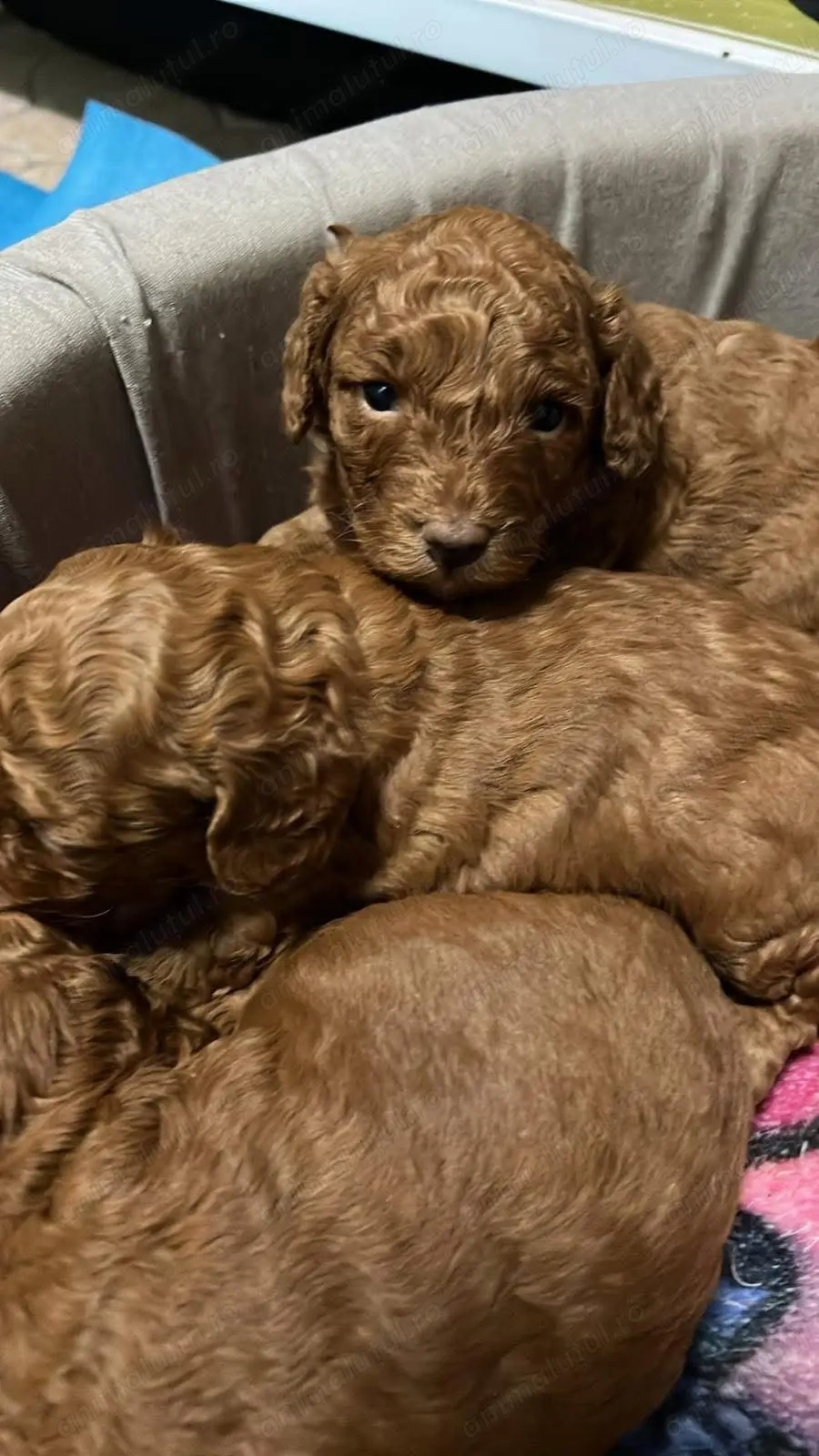 Pudel maro talie mica