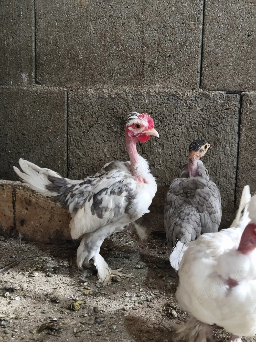 Cocoși iopani pitici mini toy