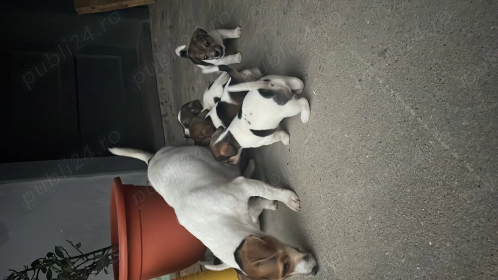 Căței Jack Russel Terrier