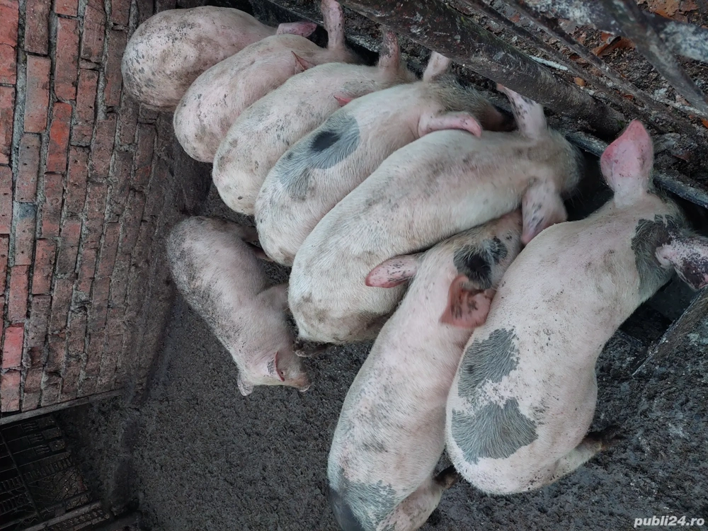 porci de vânzare