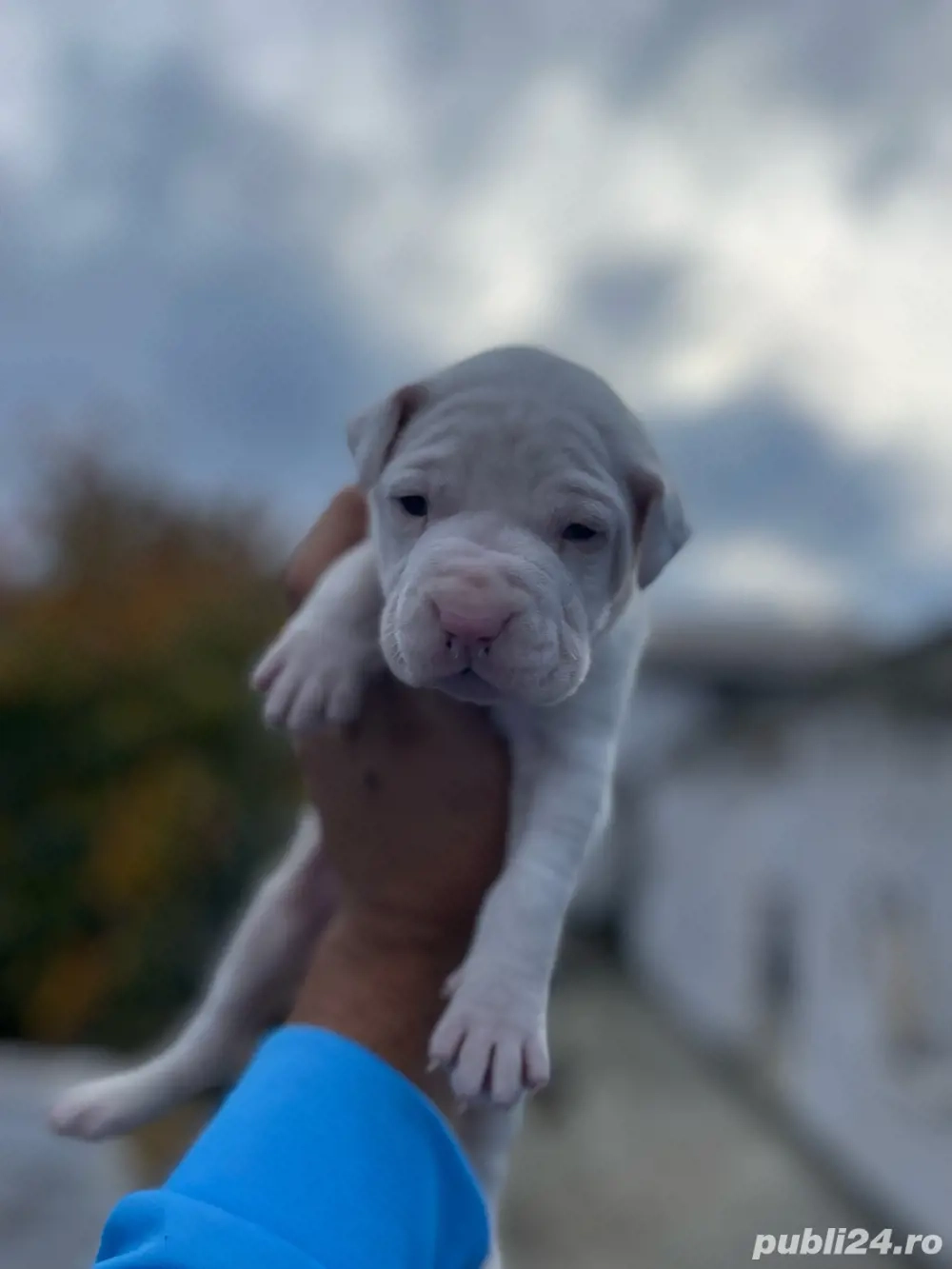 Vand pui din rasa Dog Argentinian