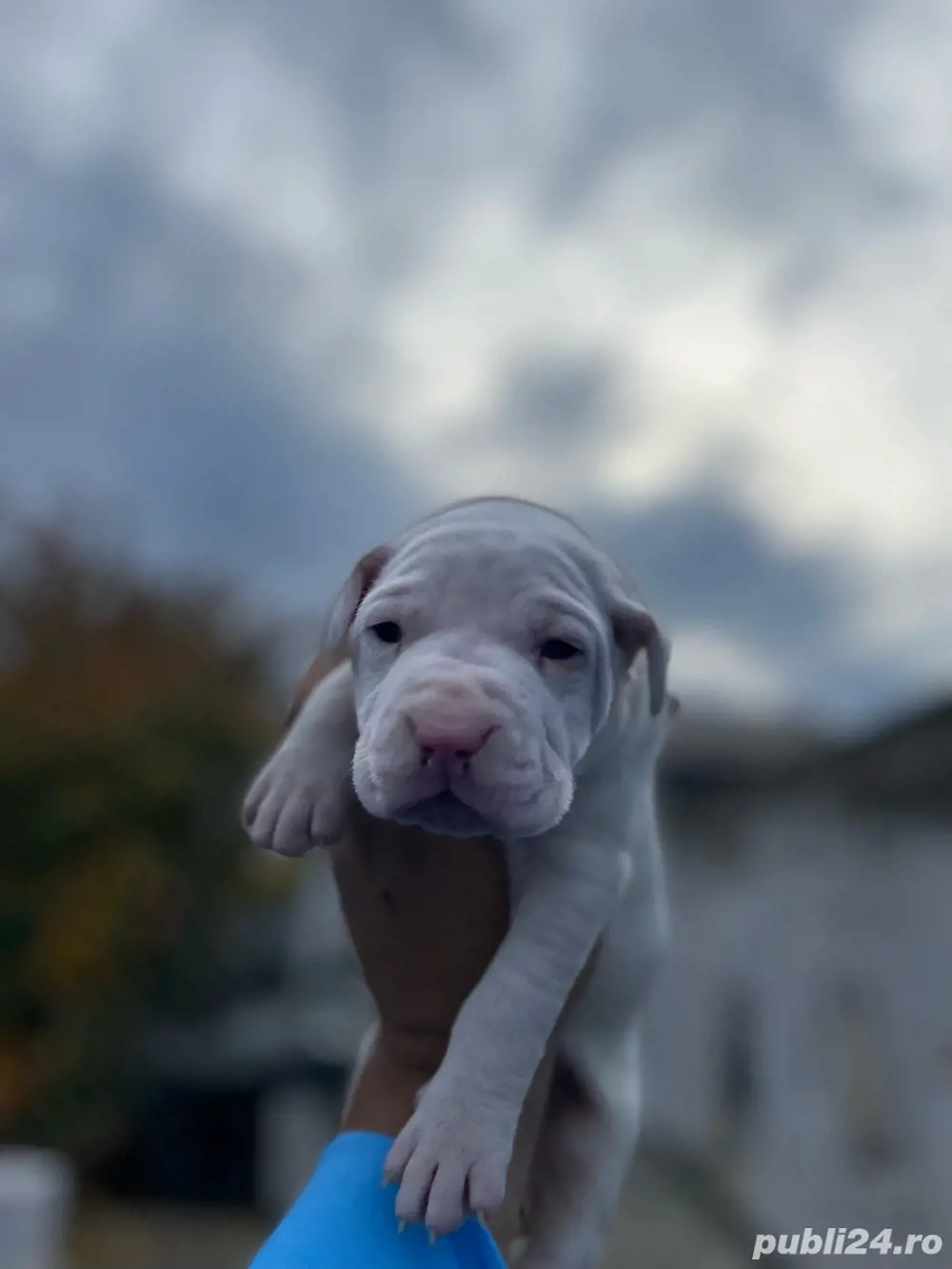 Vand pui din rasa Dog Argentinian