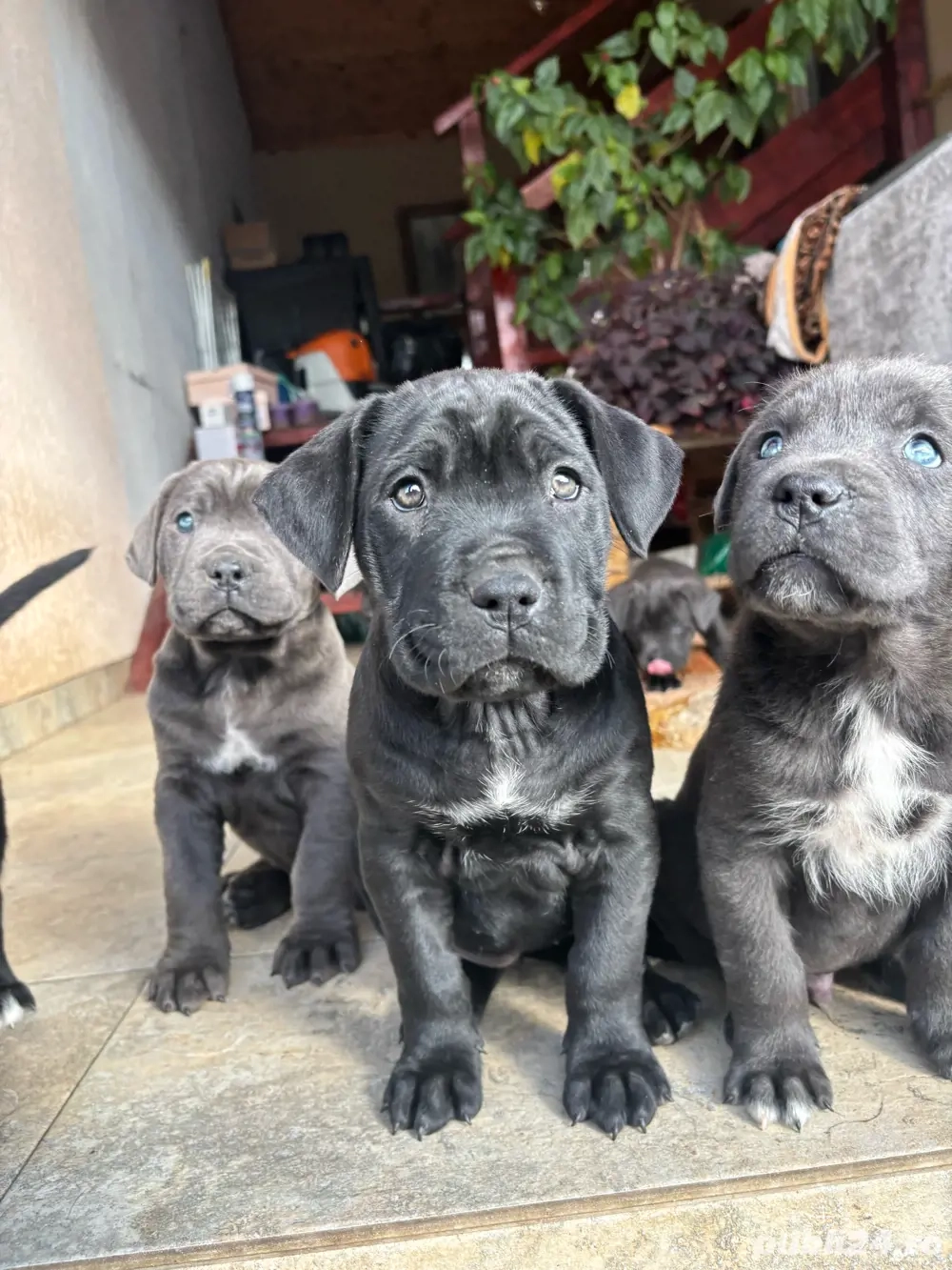 Cane corso pui