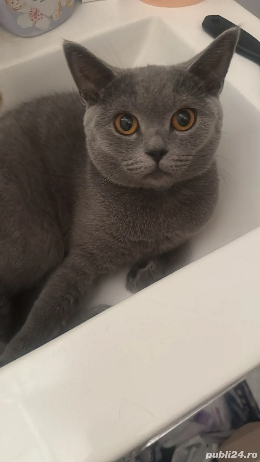 Pisicute British si Schitis 