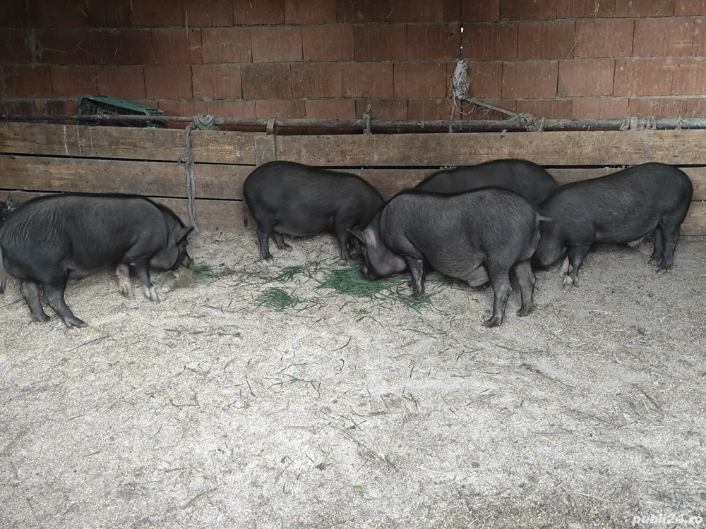 porci vietnamezi 50 kg