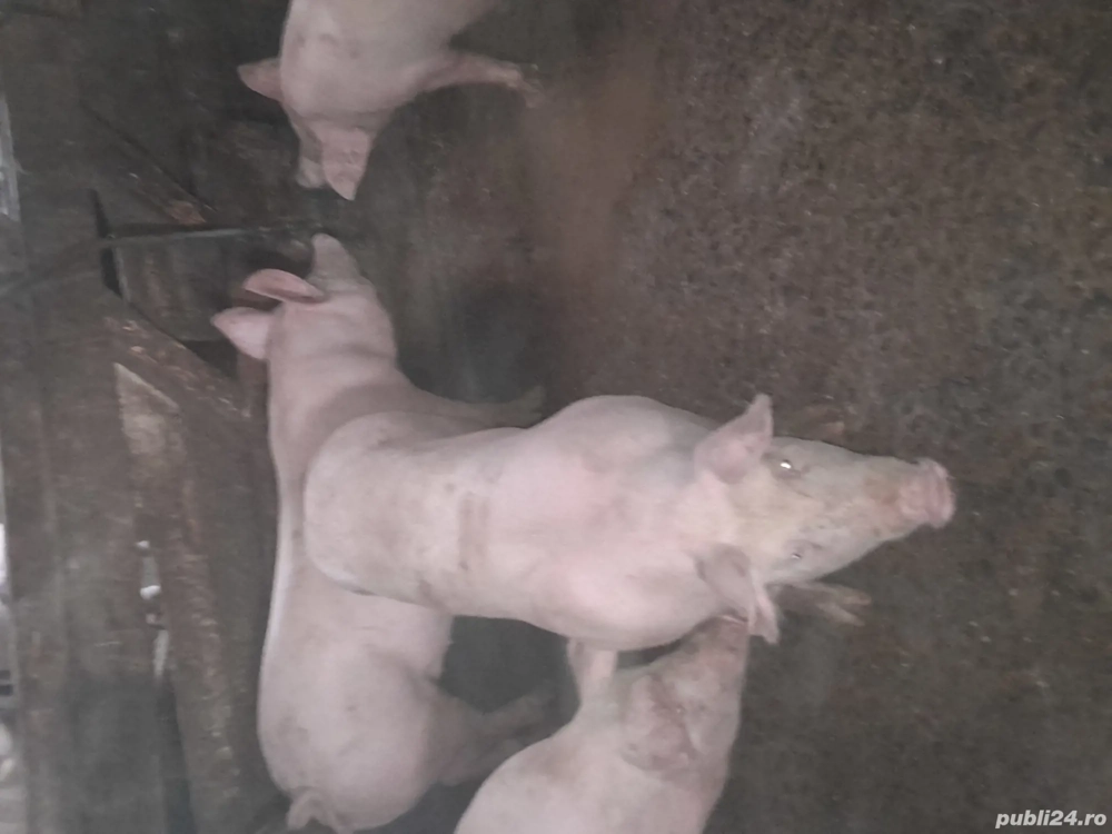 porci de vinzare 