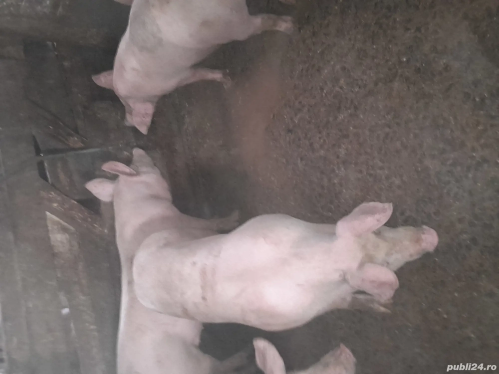 porci de vinzare