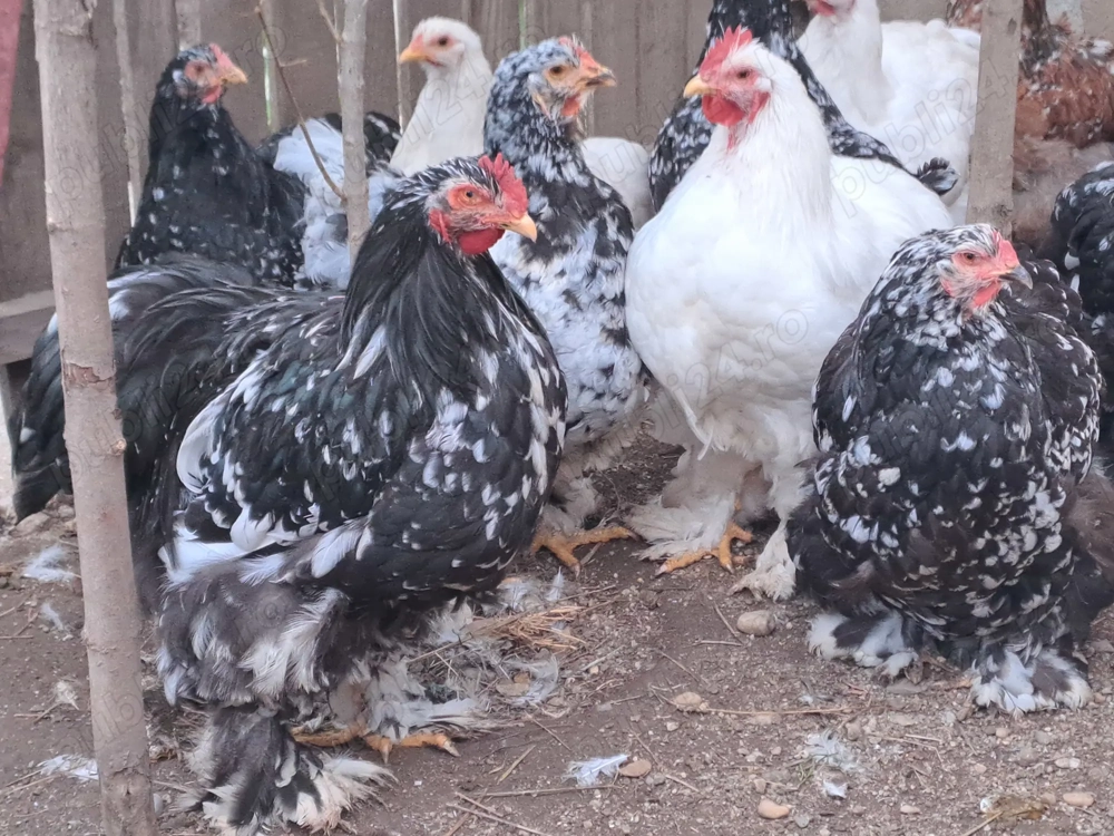 Vănd gaini si cocosi cochinchina