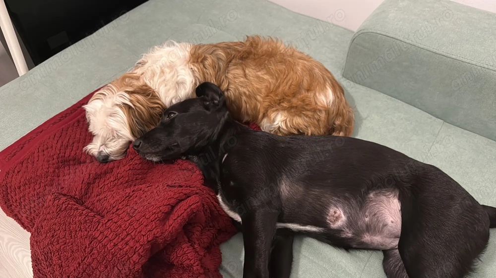 Cățelușa pentru adoptie