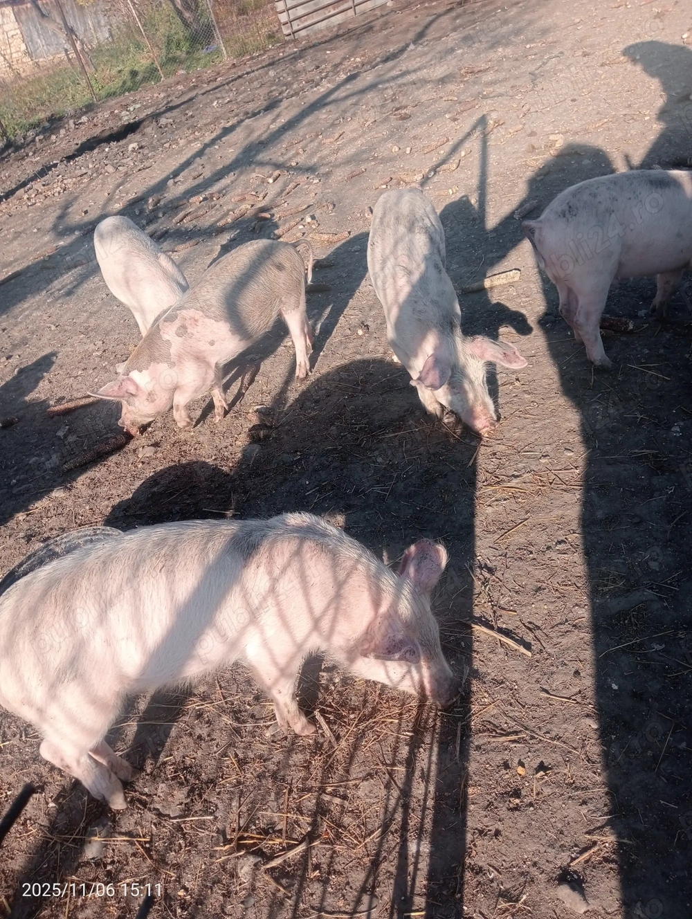 Vând purcei mănâncă ori ce le dai mai multe detalii la telefon 