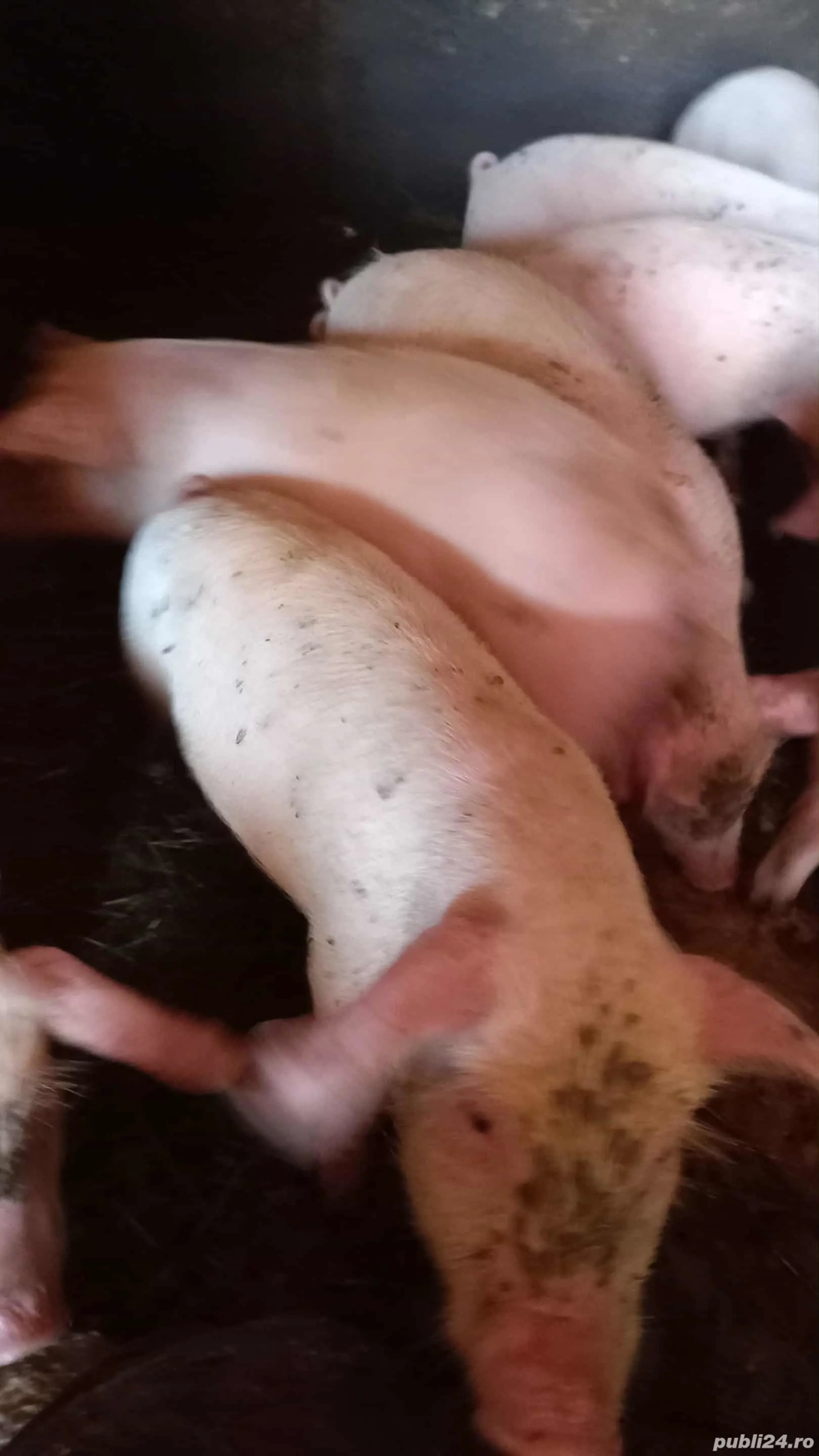 Purcei de vanzare Poiana Cristei Vrancea 