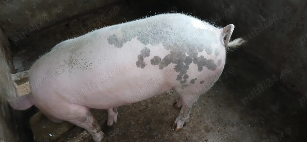 Purcea 120 kg   140 kg