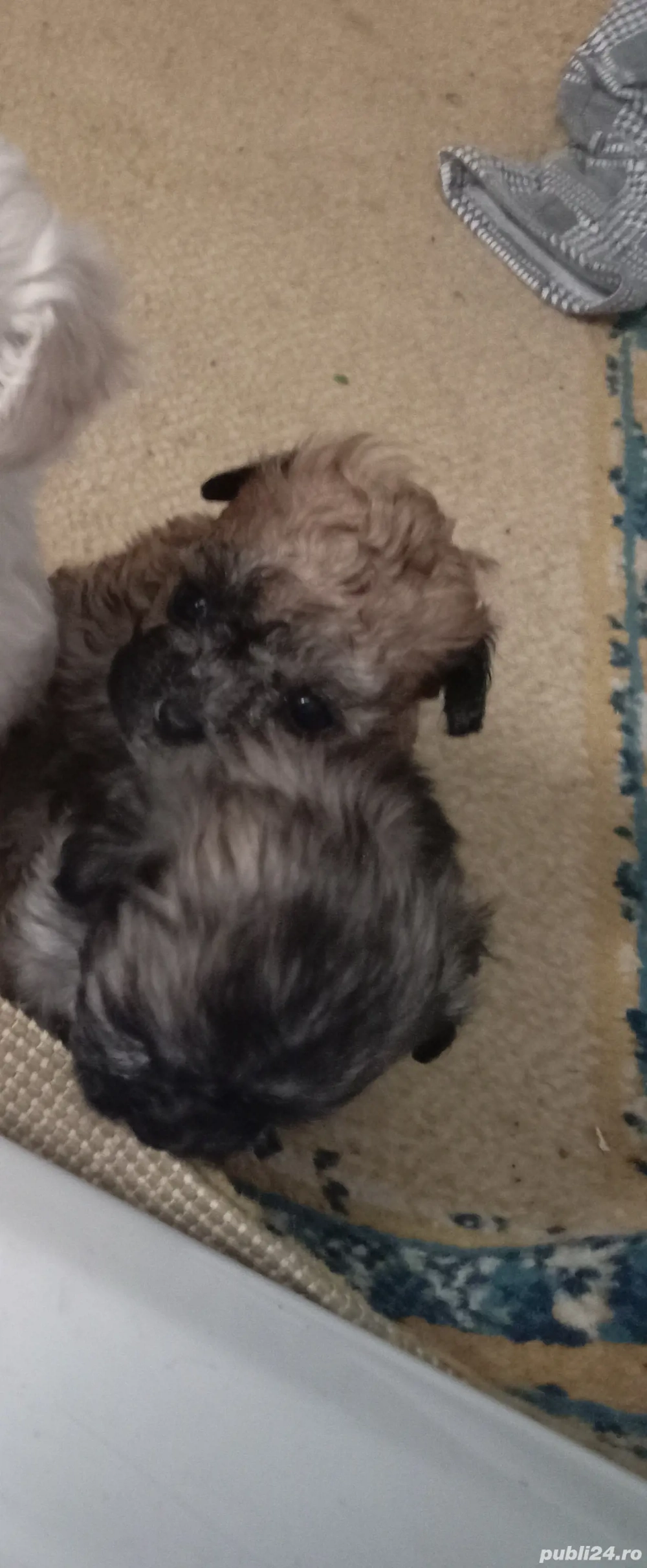 cerceluși bishoni metis caris