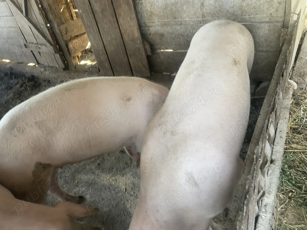 Porci de vânzare 