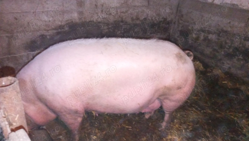 Puurcea de vânzare Vâlcelele 