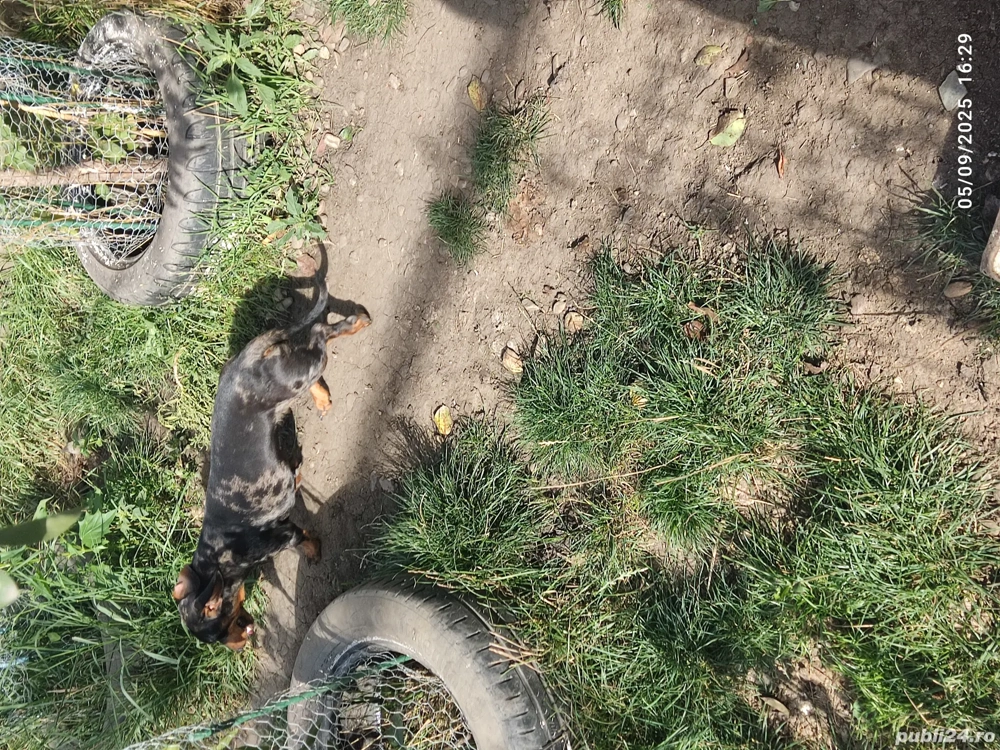 vand femelă techel arlechin 