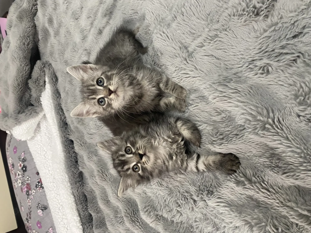 Pui de pisică din rasa Norvegiană de padure