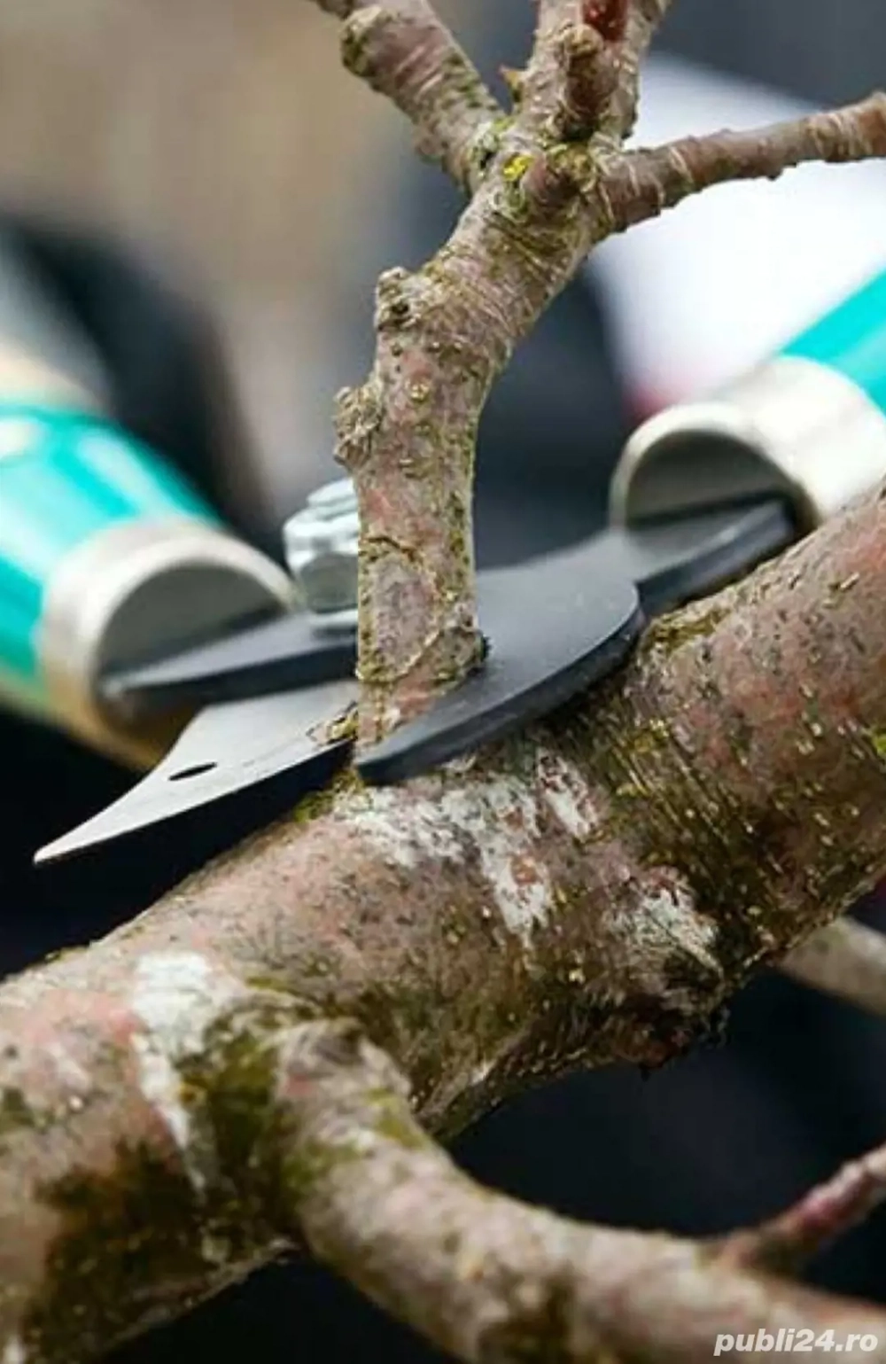*Tăiere TUNDERE Toaletare POMI Fructiferi - VIȚĂ DE VIE*