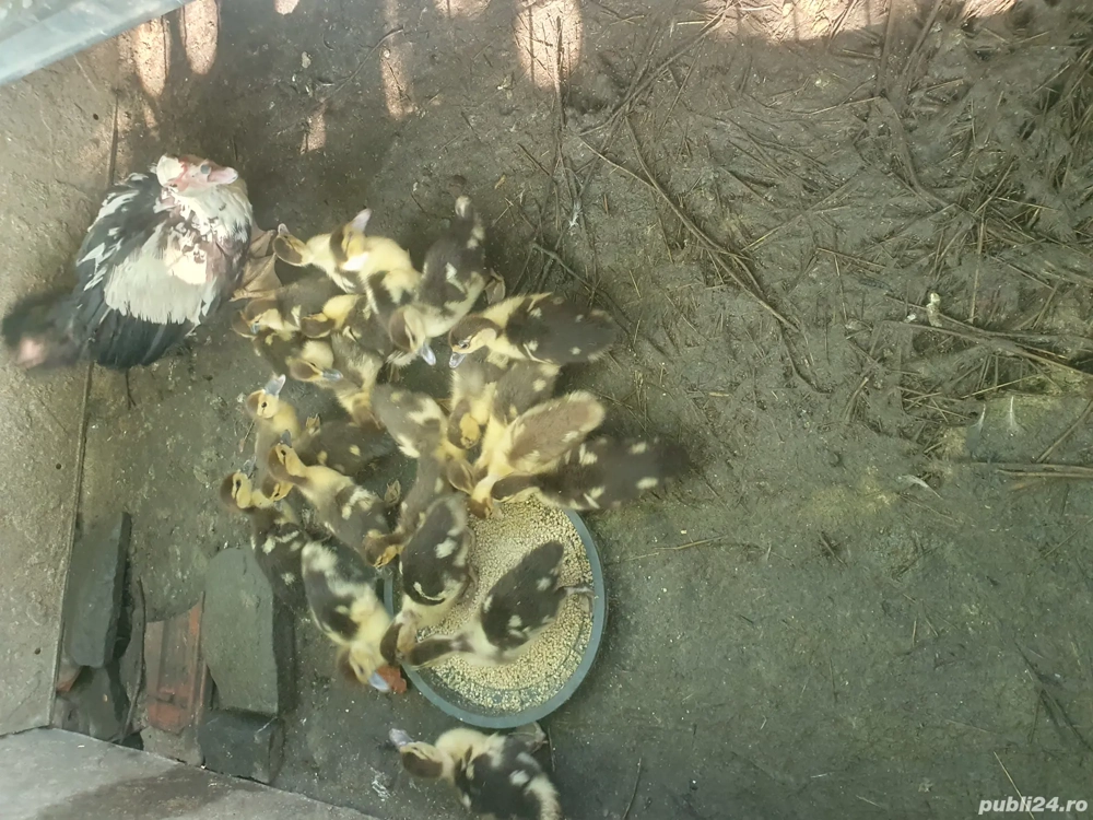 vînd boboci de rață mută 