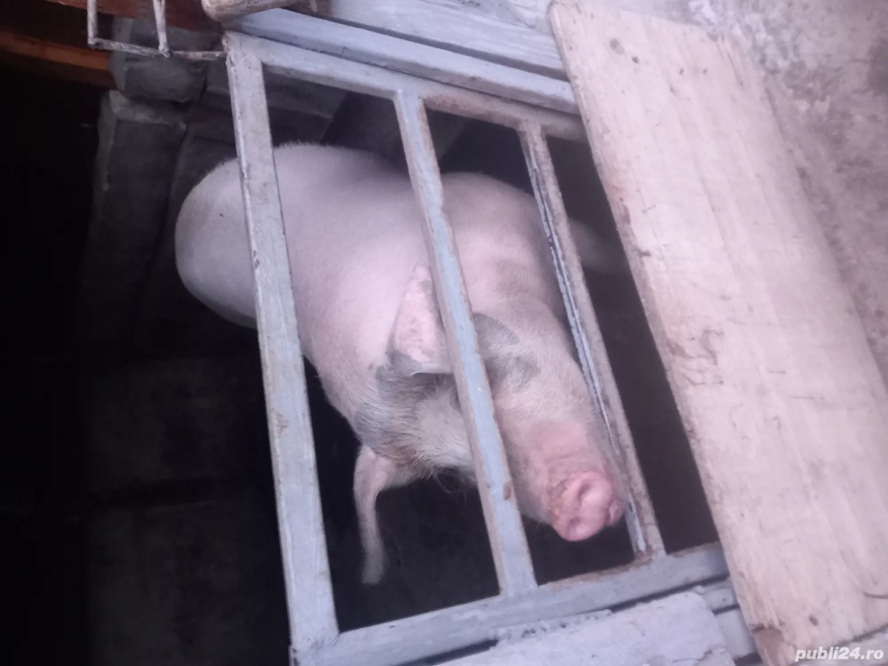 porci pentru Crăciun 