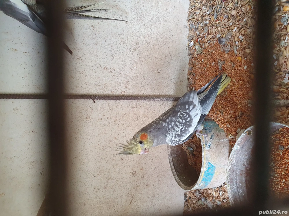 vînd pui de papagal ninfă 