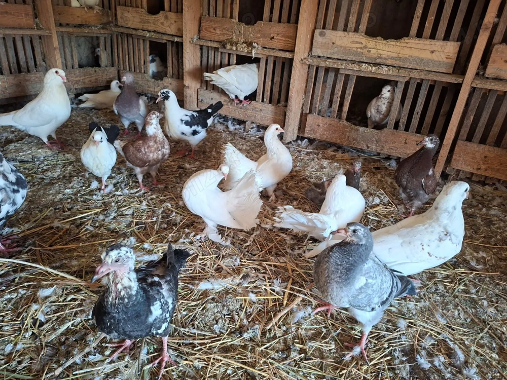 Porumbei voltați de ornament