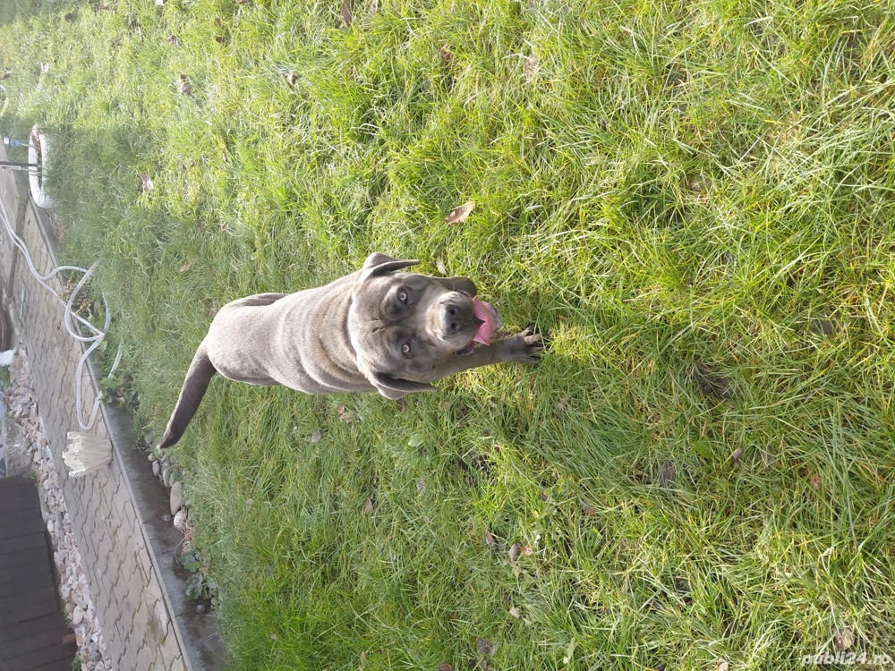 Femelă Cane Corso