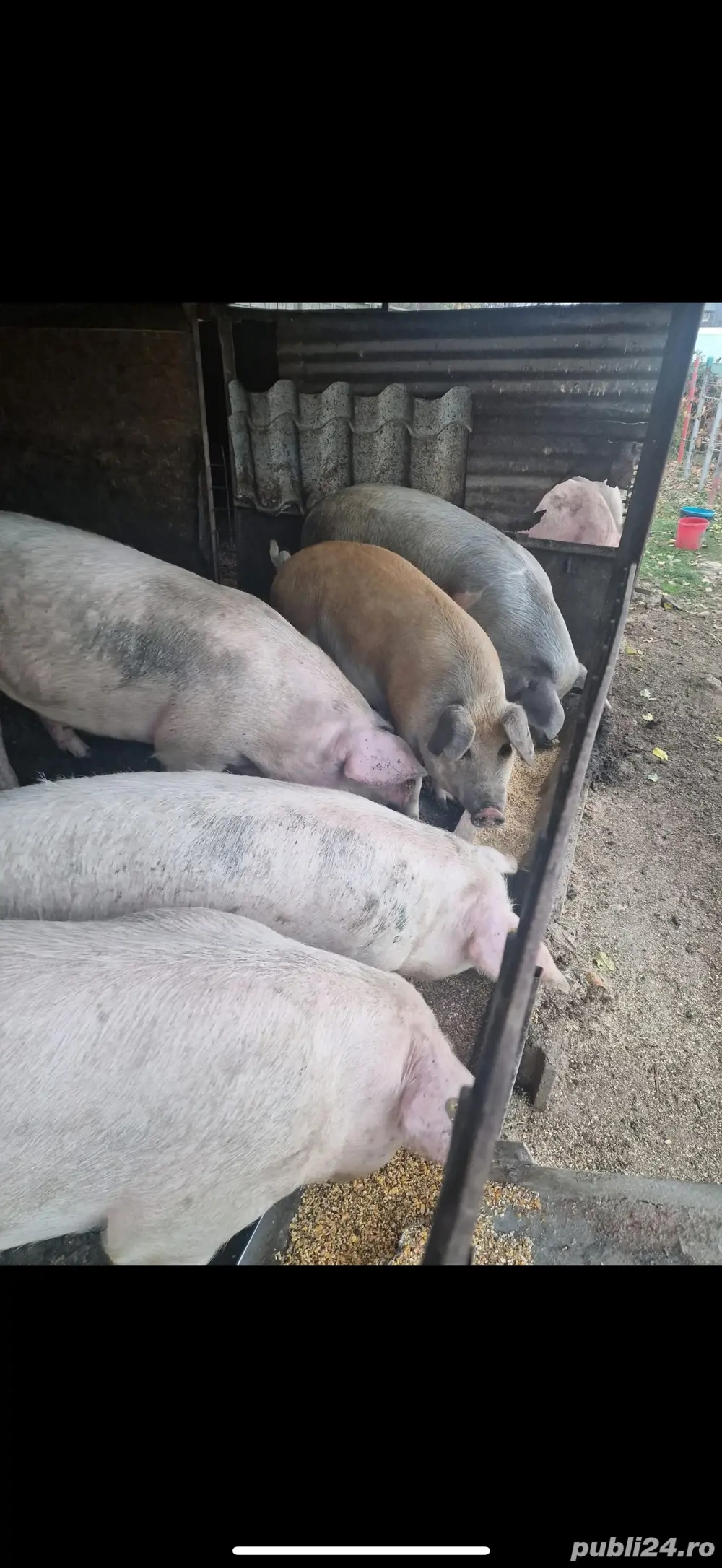 De vanzare porci de carne 