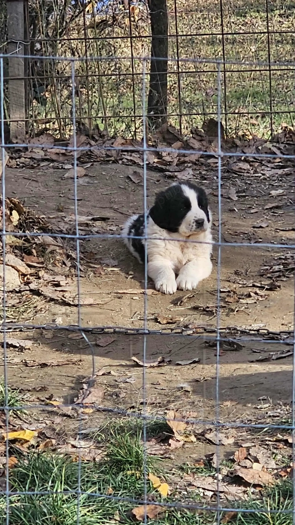 Ciobanesc de bucovina