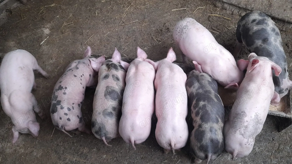 Purcei de vanzare strehaia