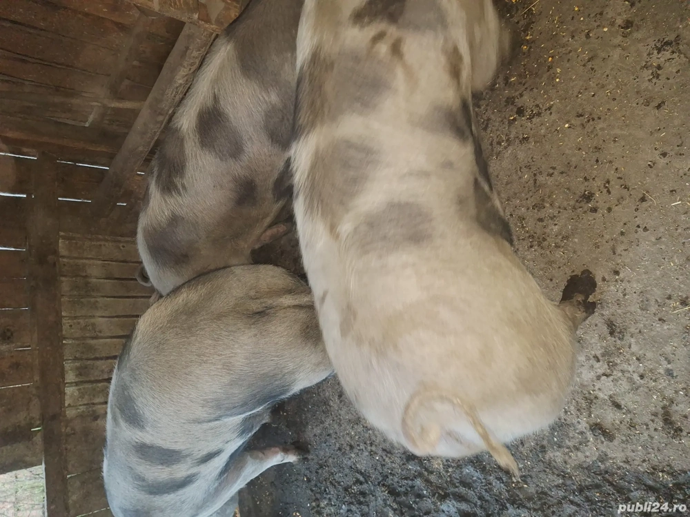 porci crescuti natural