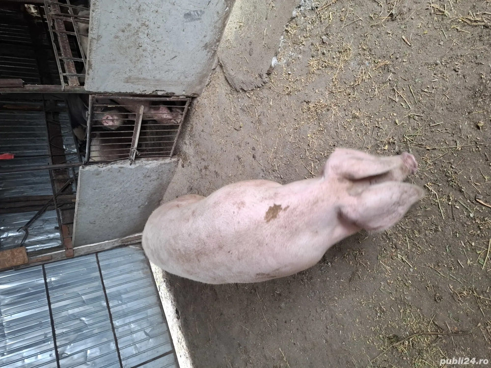 porcii pentru Crăciun 