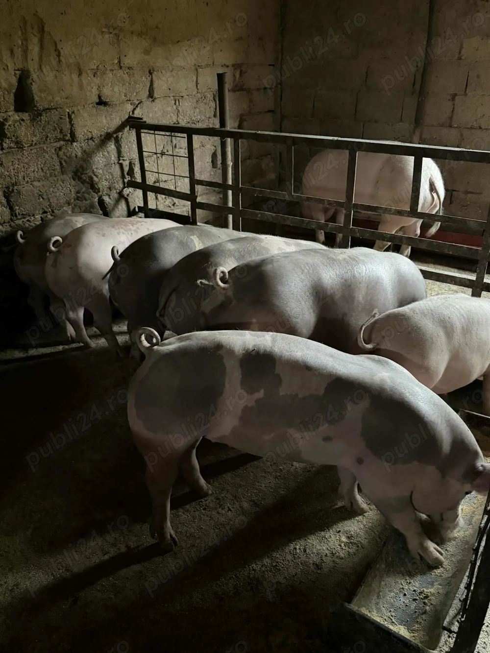 Porci de calitate pentru Craciun sau rotisor! 