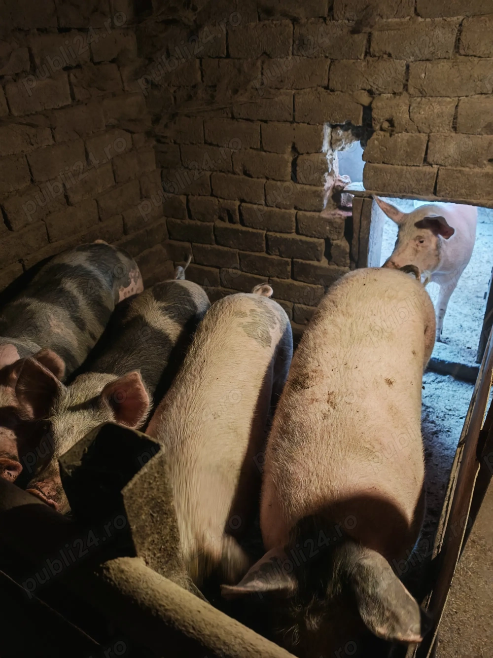 Porci crescuți natural