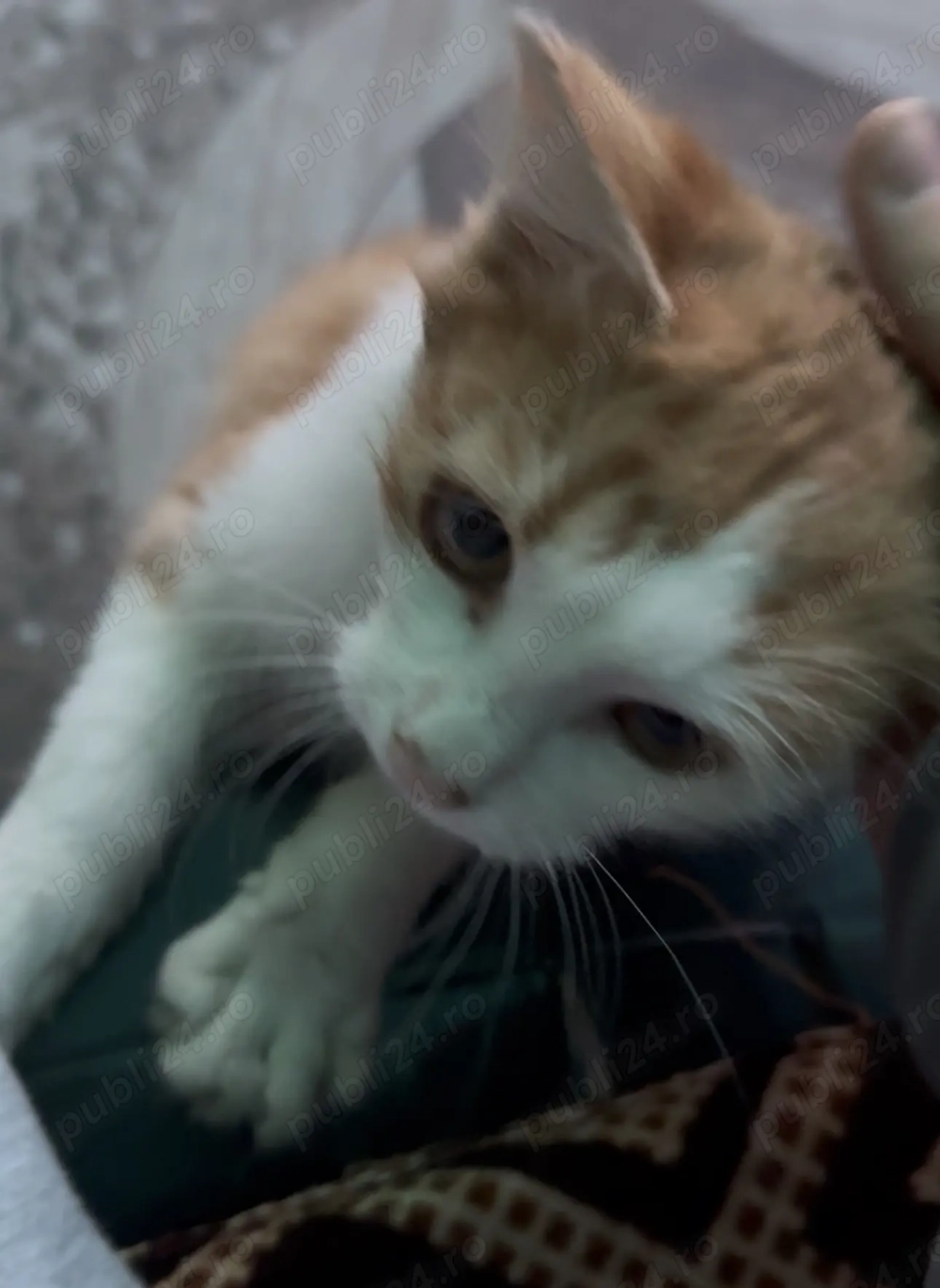 Puiuț portocaliu de 8 luni, blană lungă