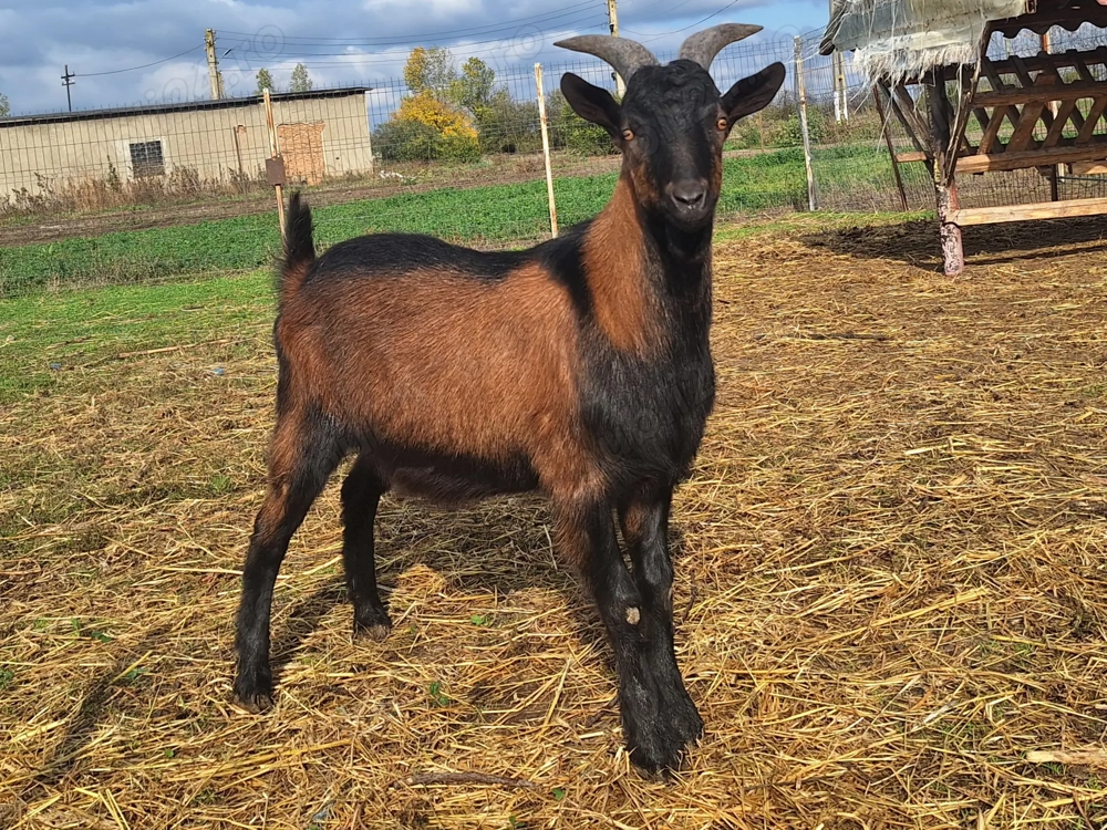 Țap castrat de 8 luni   ideal pentru tăiere
